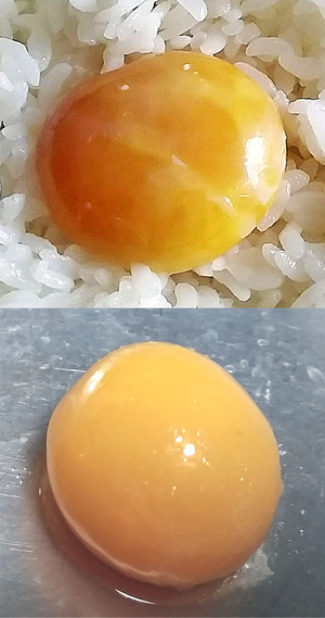 tamago